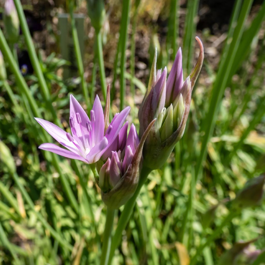 Allium unifolium Eros - Aglio ornamentale