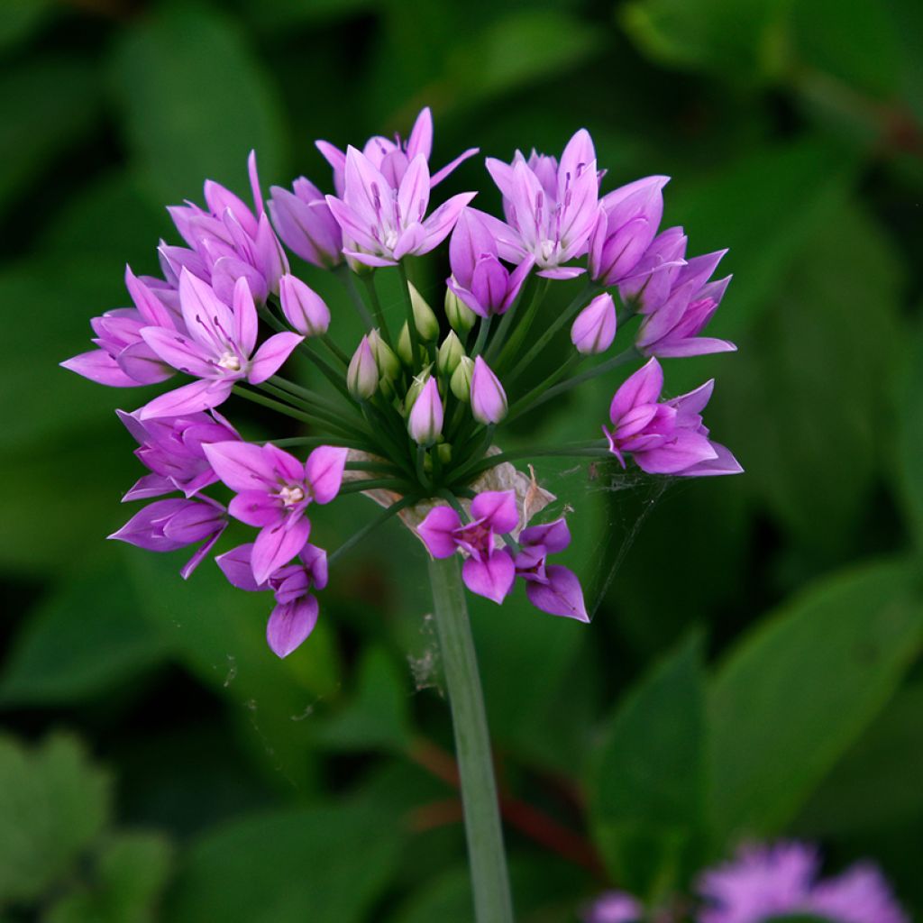 Allium unifolium Eros - Aglio ornamentale