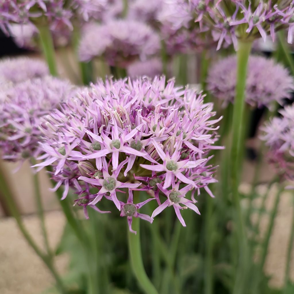 Allium New York - Aglio ornamentale