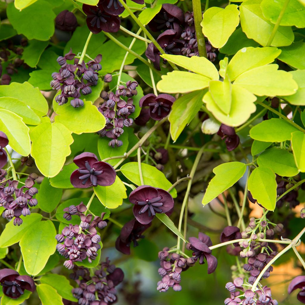 Akebia quinata - Akebia a cinque foglie