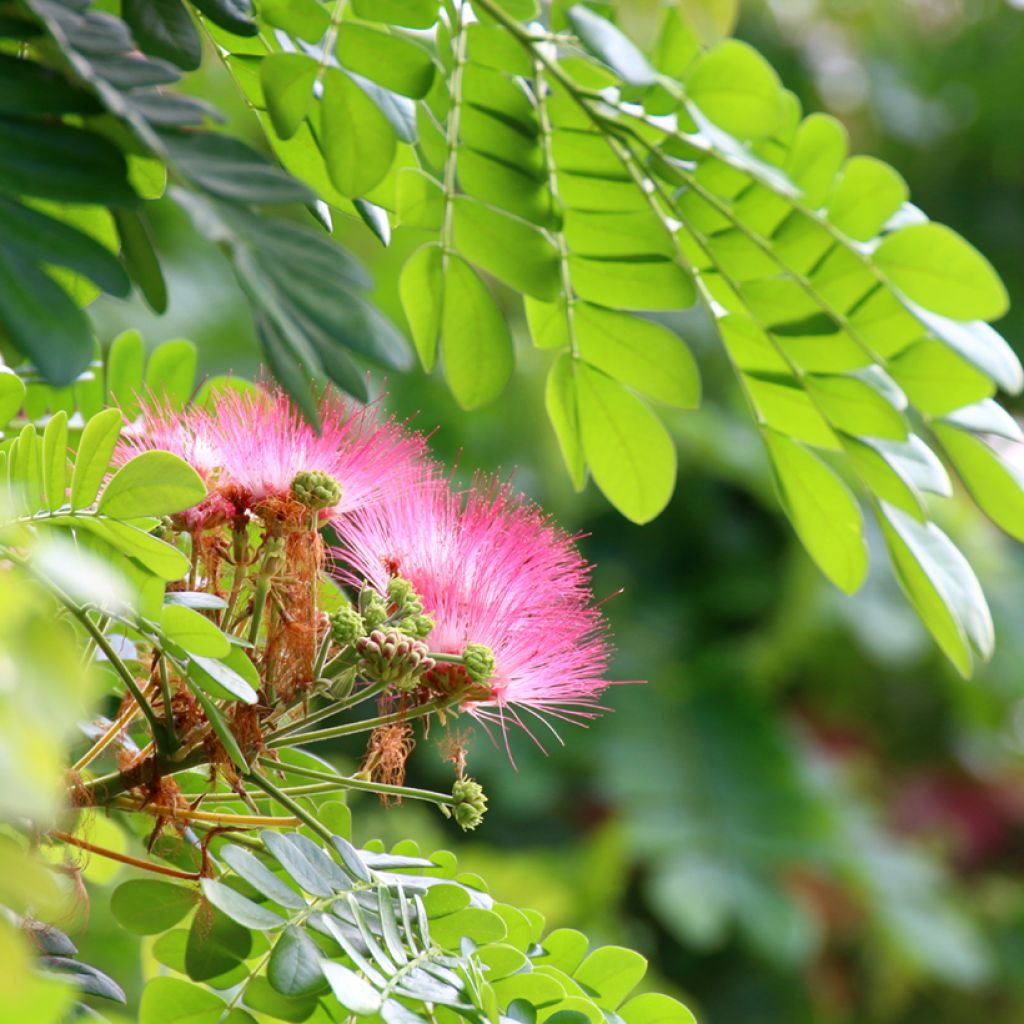 Albizia saman - Albero della pioggia