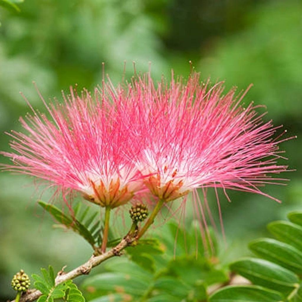 Albizia julibrissin Evi's Purple - Acacia di Costantinopoli