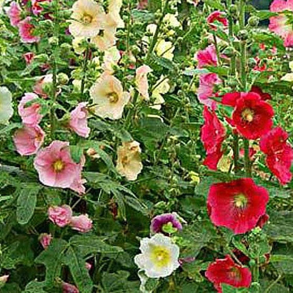 Alcea ficifolia - Malvarosa