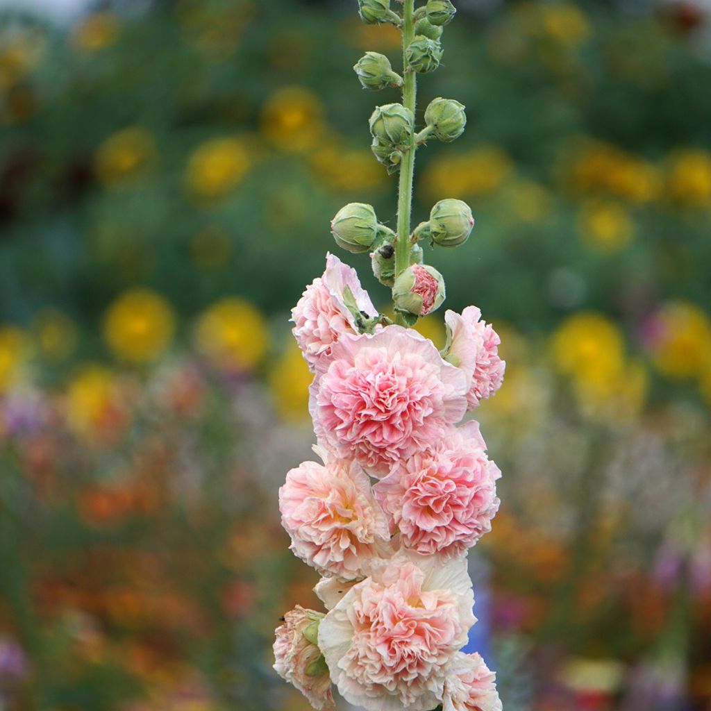 Alcea rosea Chater's Double saumon - Malvarosa