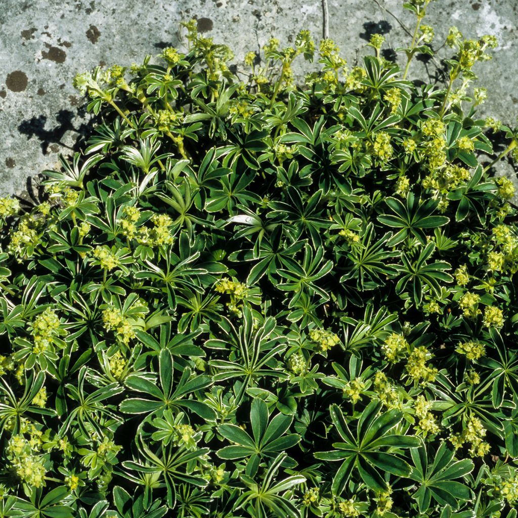 Alchemilla alpina