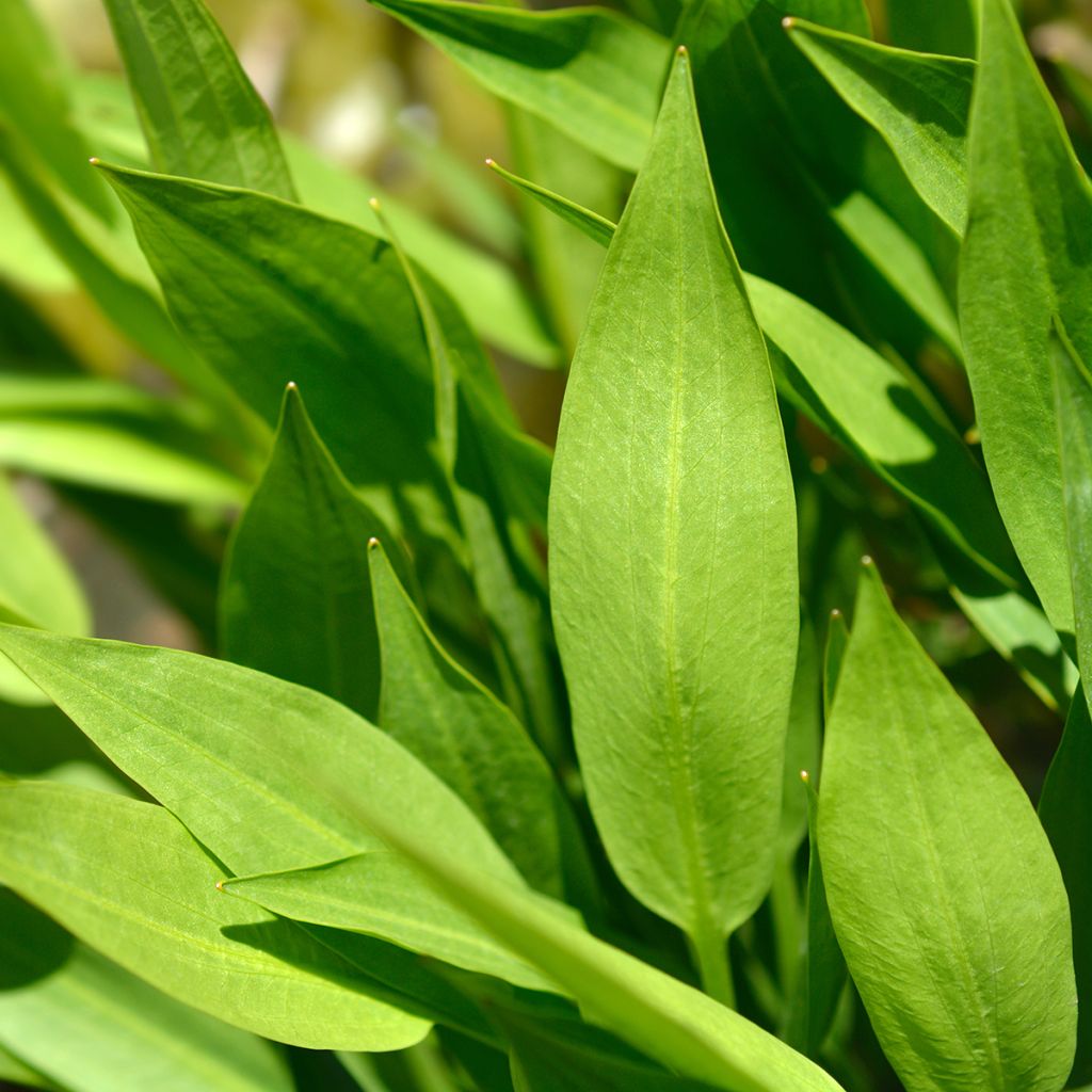 Alisma lanceolatum - Mestolaccia lanceolata