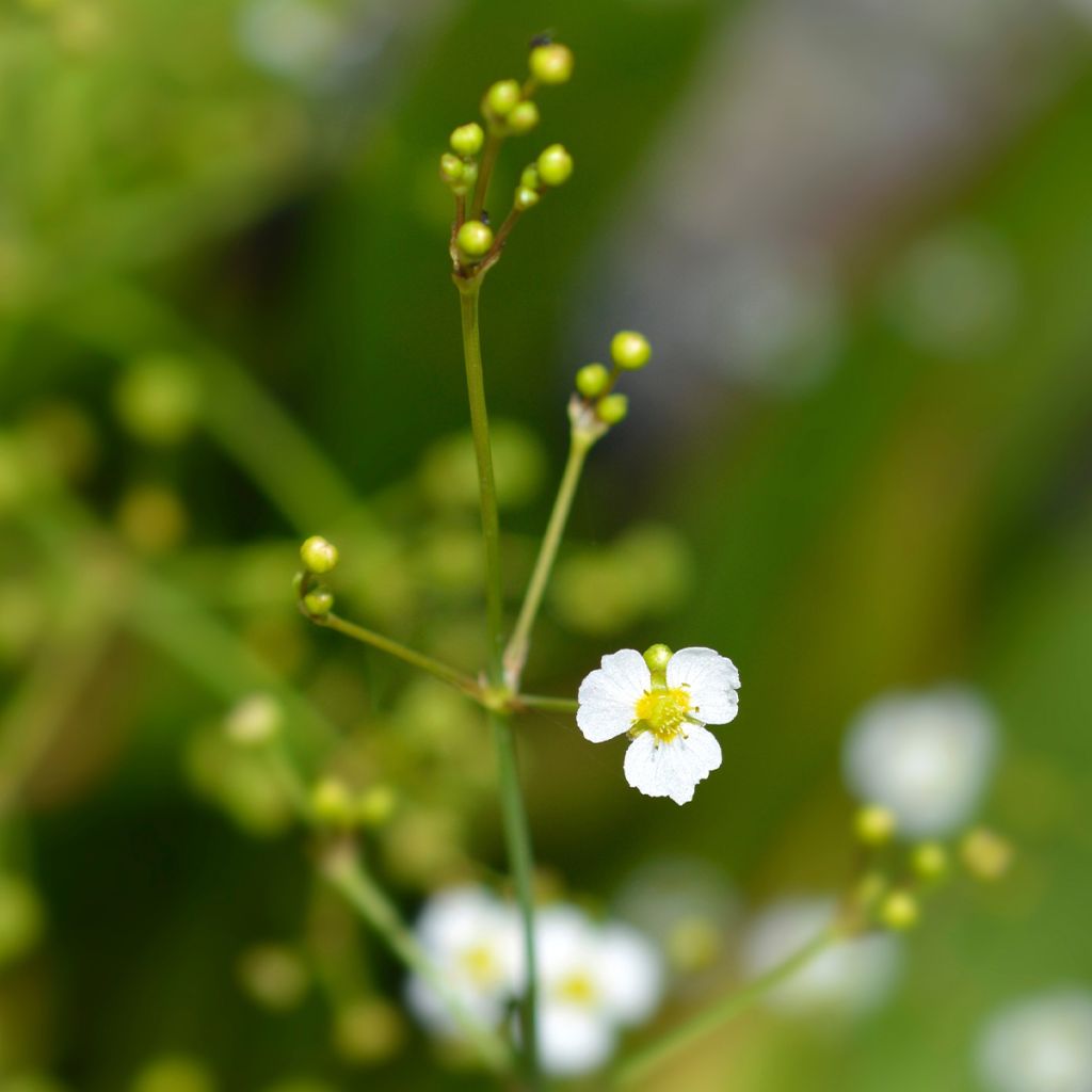 Alisma lanceolatum - Mestolaccia lanceolata