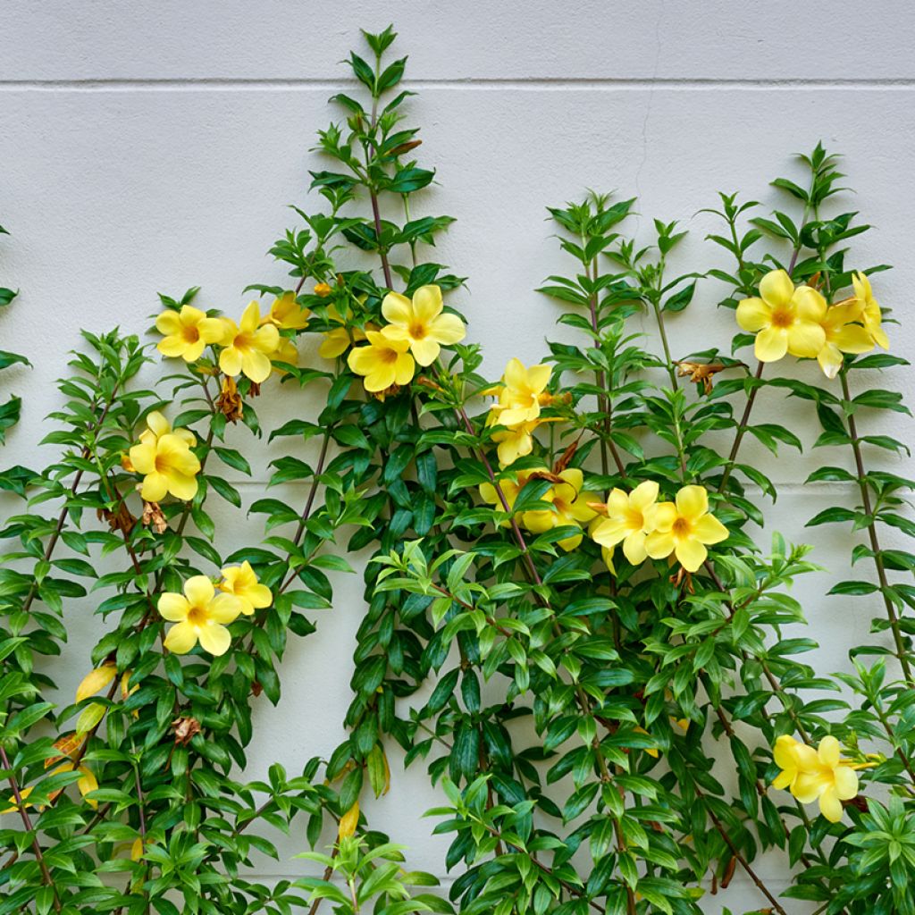Allamanda cathartica - Tromba d'oro
