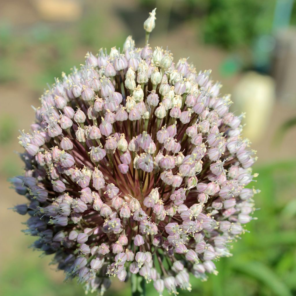 Porro perenne