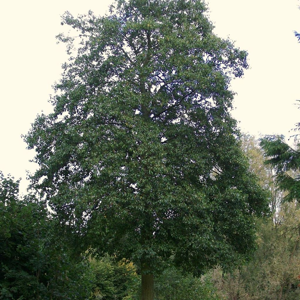 Alnus cordata - Ontano napoletano