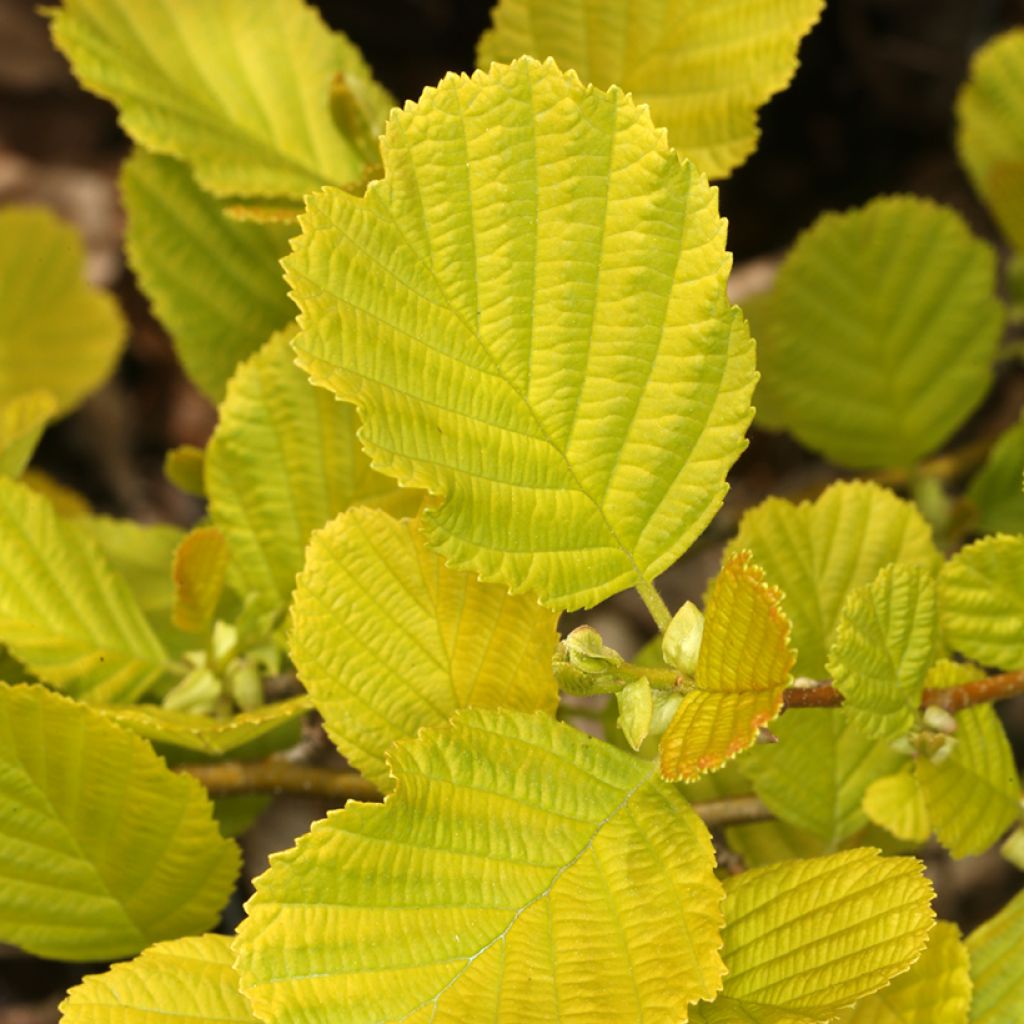 Alnus glutinosa Aurea - Ontano comune