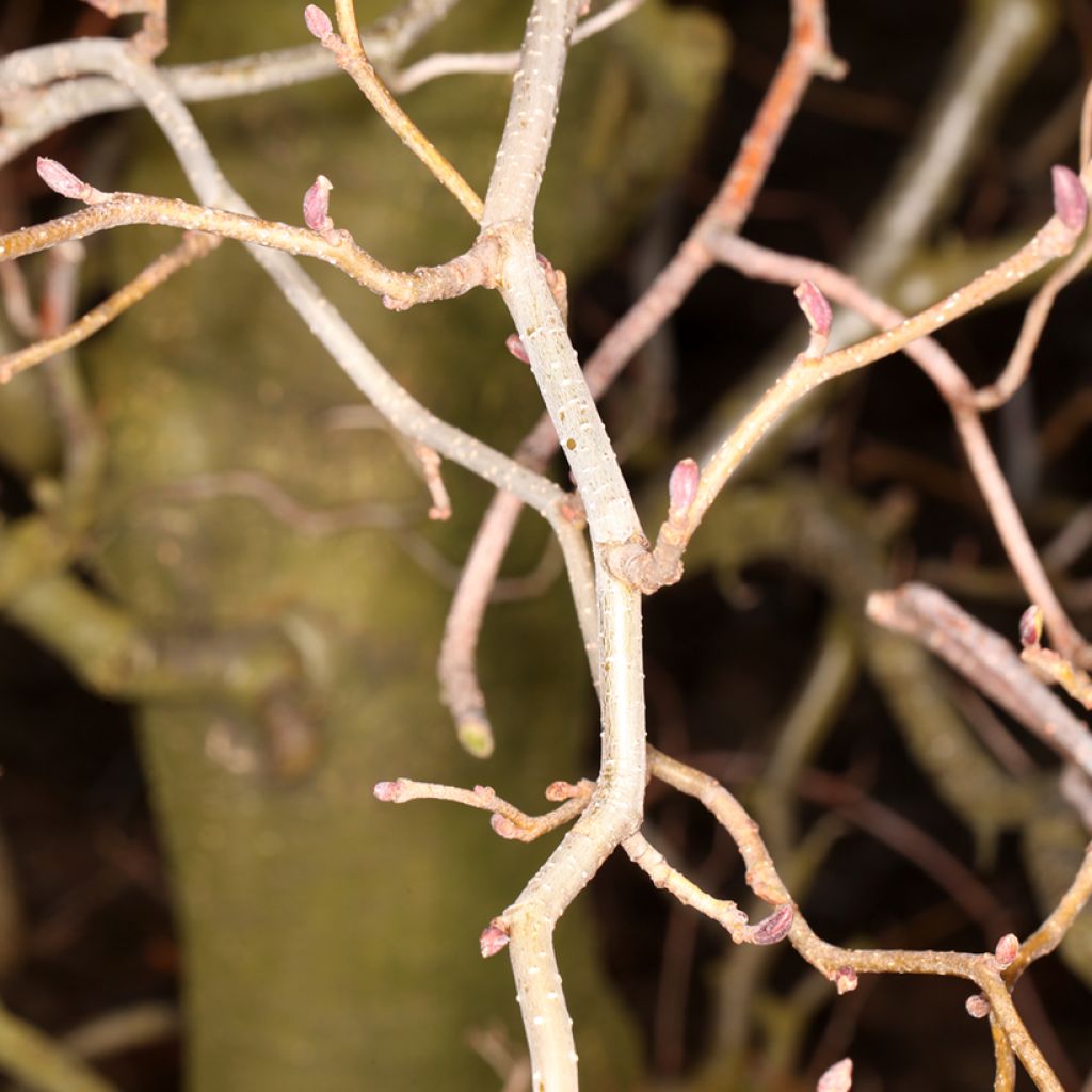 Alnus glutinosa Greenwood - Ontano comune