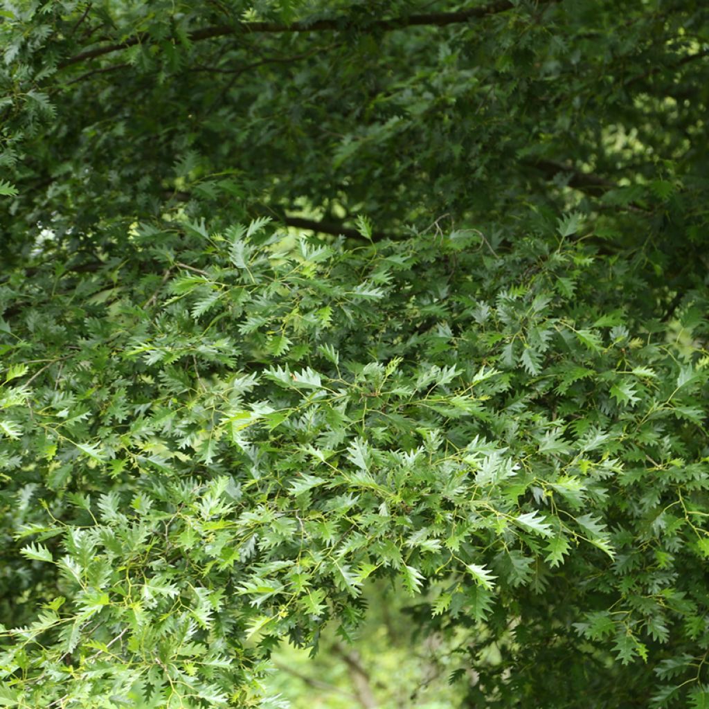 Alnus glutinosa Laciniata - Ontano comune