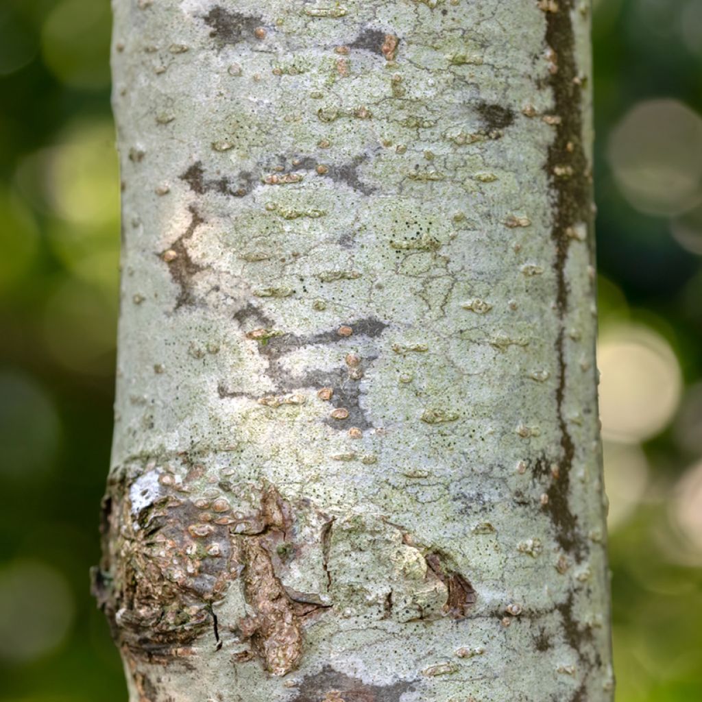 Alnus glutinosa Laciniata - Ontano comune