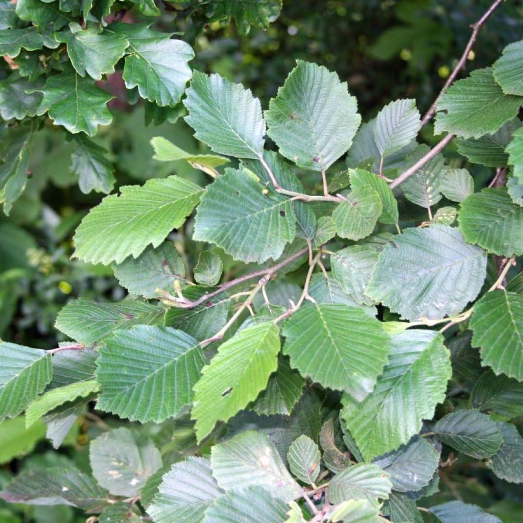 Alnus incana - Ontano bianco