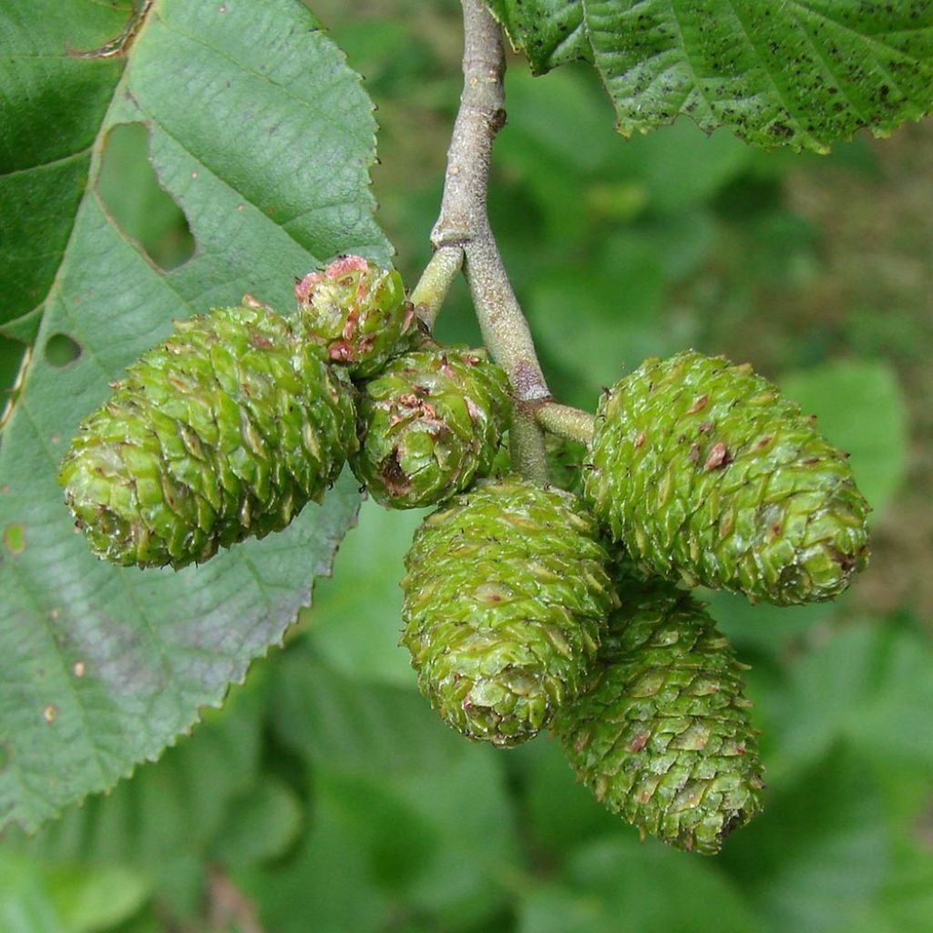 Alnus incana - Ontano bianco
