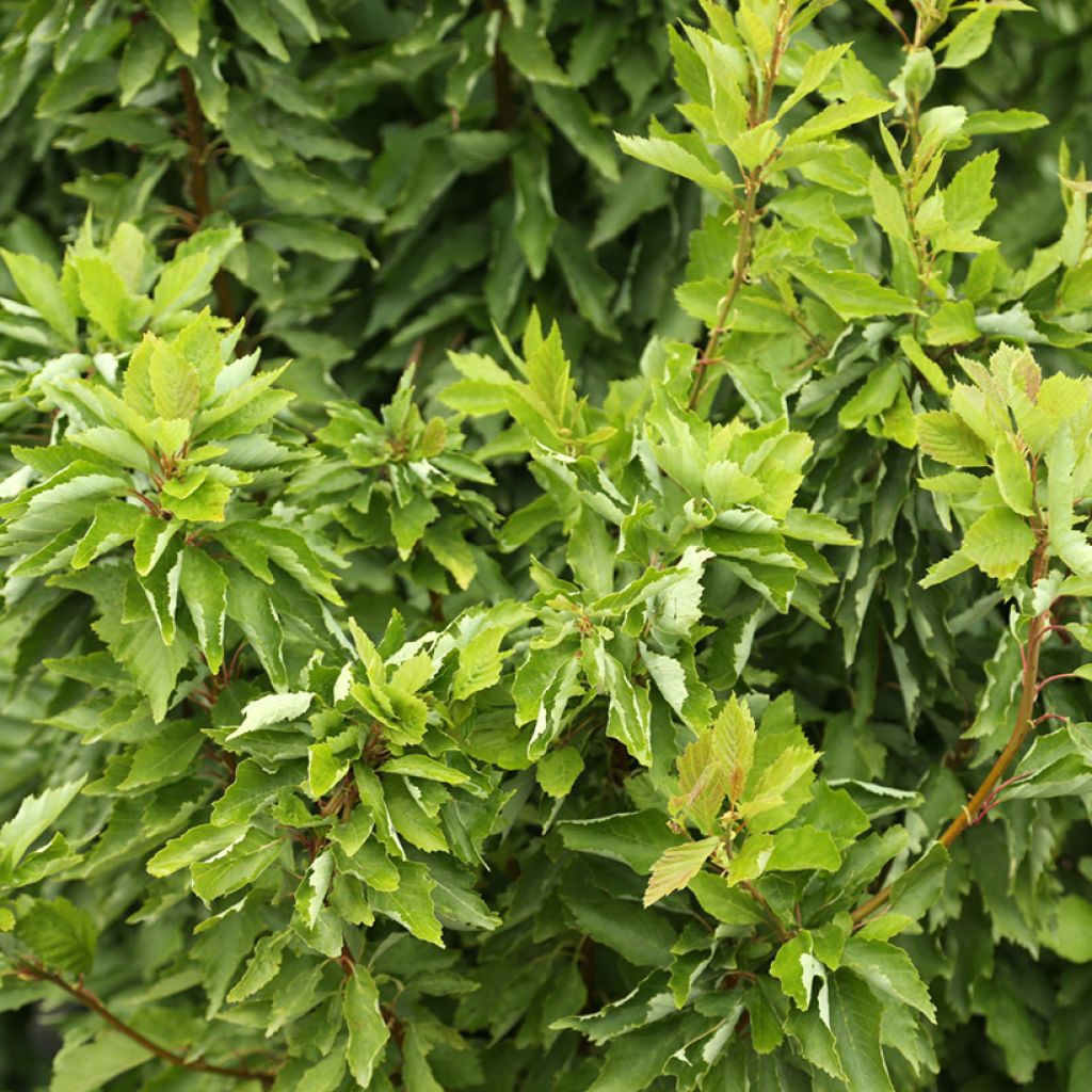 Alnus incana Monstrosa - Ontano bianco