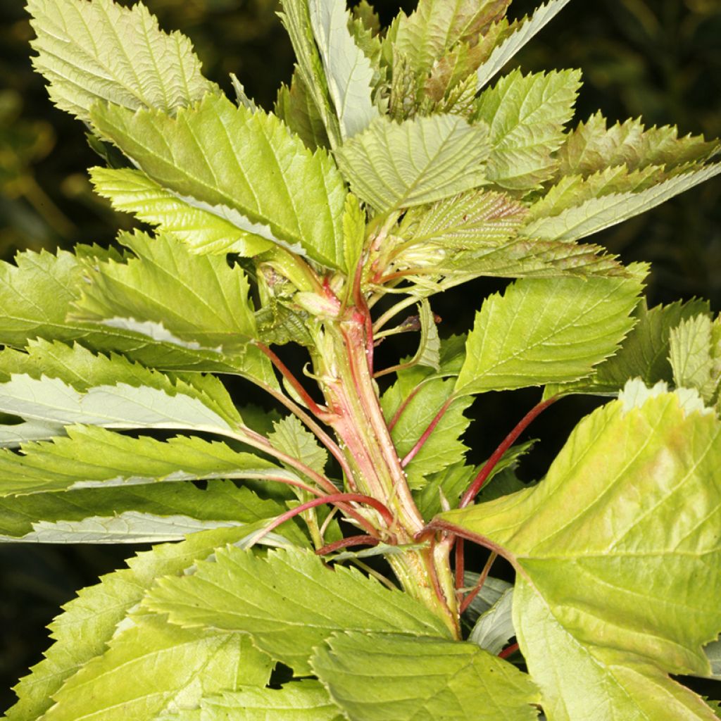 Alnus incana Monstrosa - Ontano bianco