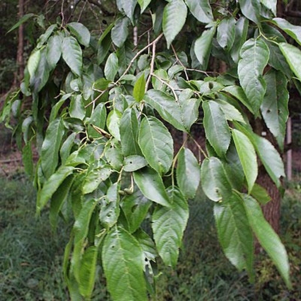 Alnus spaethii - Ontano