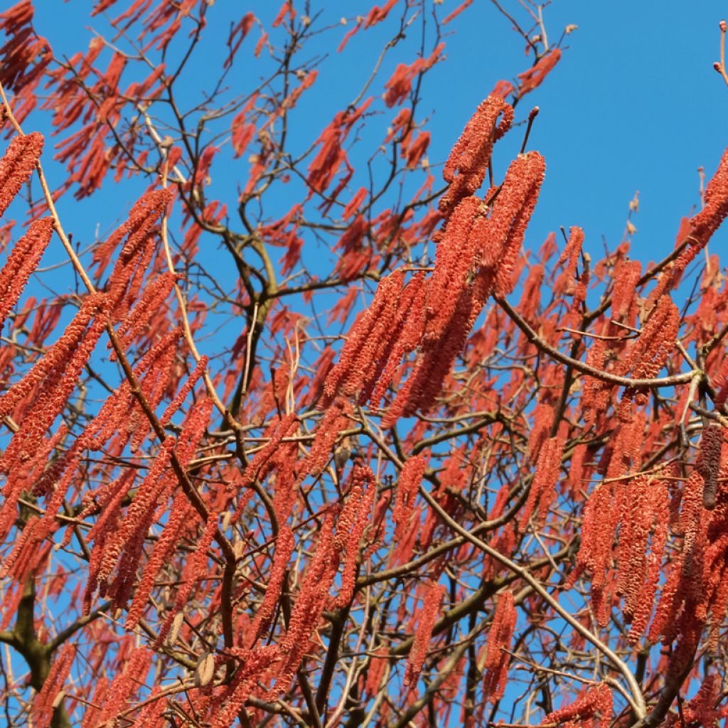 Alnus spaethii - Ontano