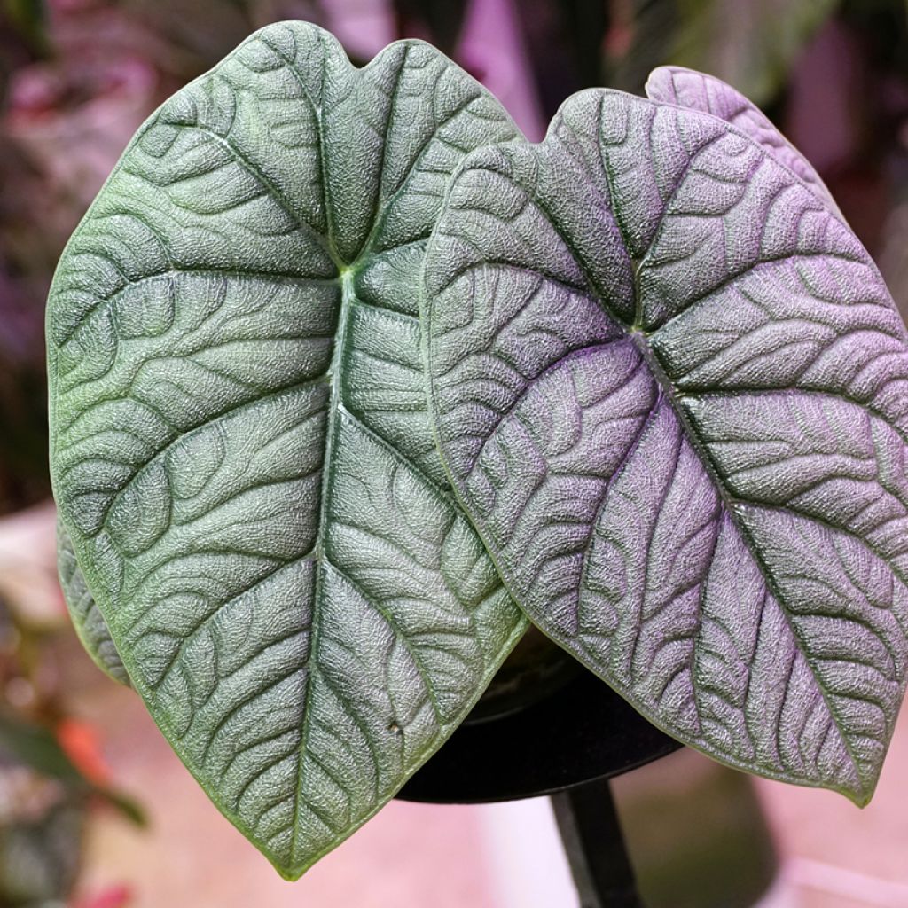 Alocasia melo -  Orecchie d'Elefante