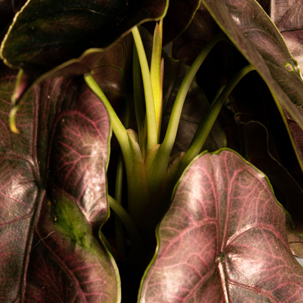 Alocasia azlanii - Orecchie d'Elefante