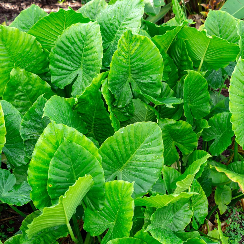 Alocasia California - Orecchie d'Elefante
