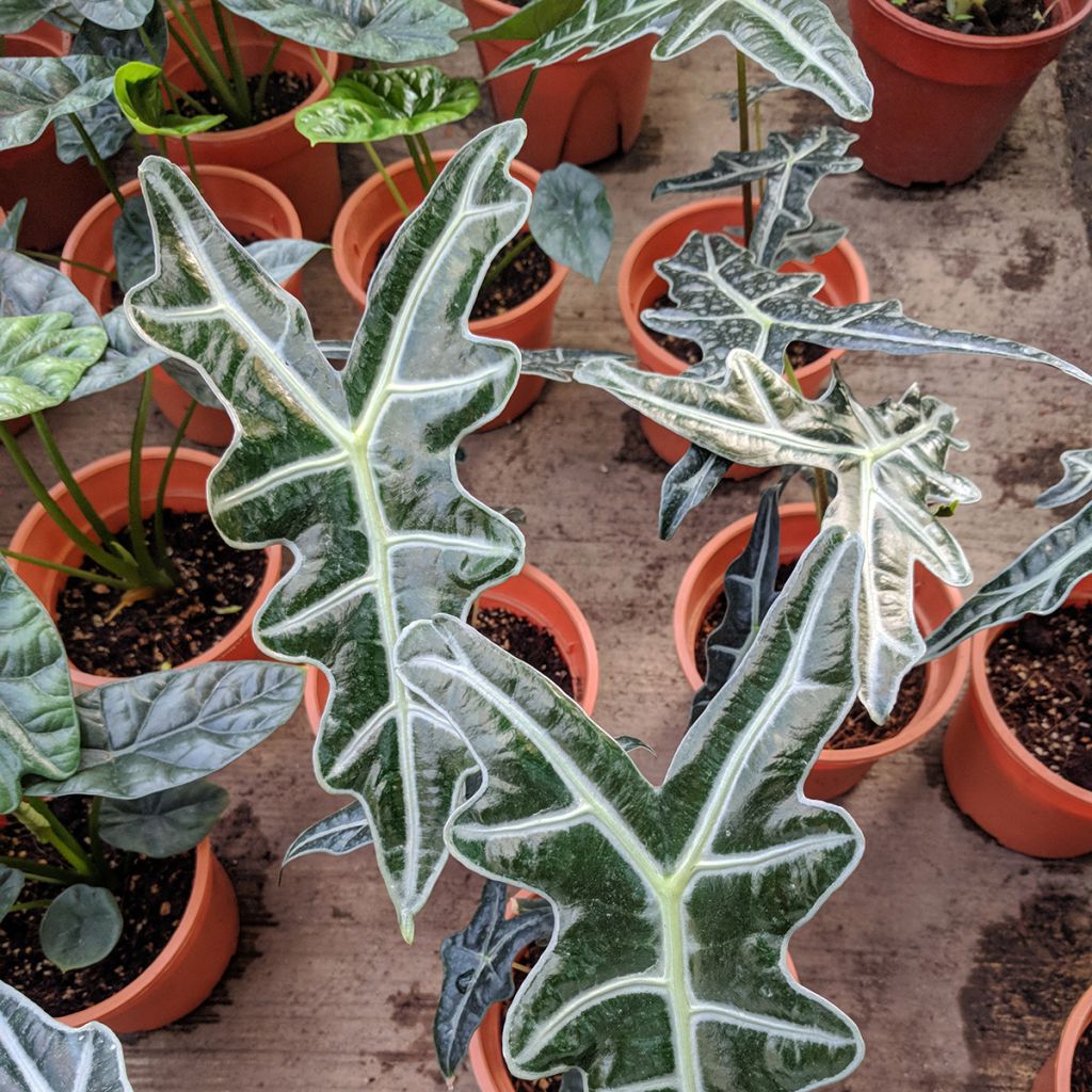 Alocasia Nobilis - Orecchie d'Elefante