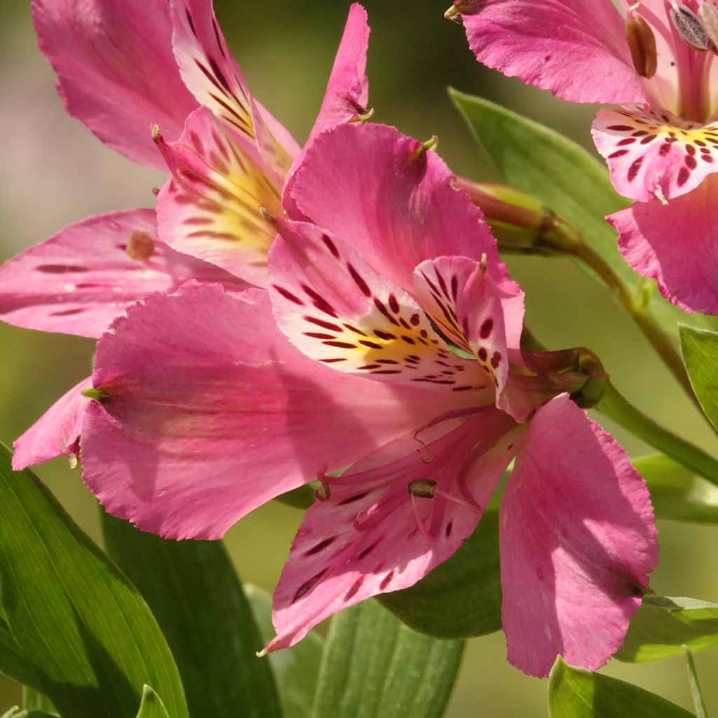 Alstroemeria Duc d'Anjou Charles