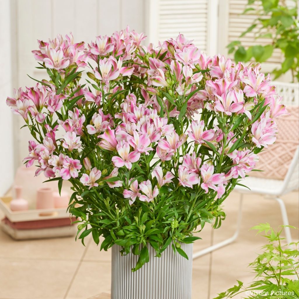 Alstroemeria Duchesses d'Anjou Emilie - Lys des Incas