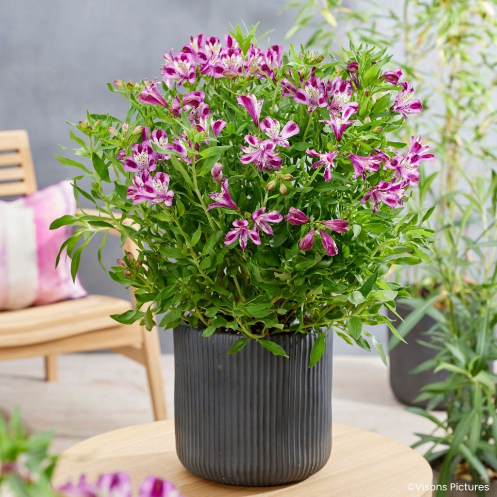 Alstroemeria Duchesses d'Anjou Valentine - Lys des Incas