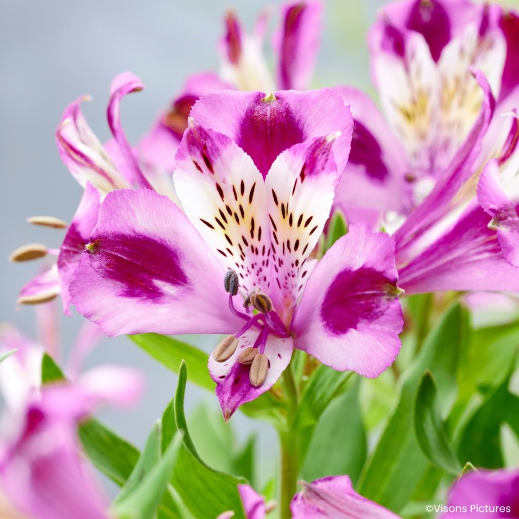 Alstroemeria Duchesses d'Anjou Valentine - Lys des Incas