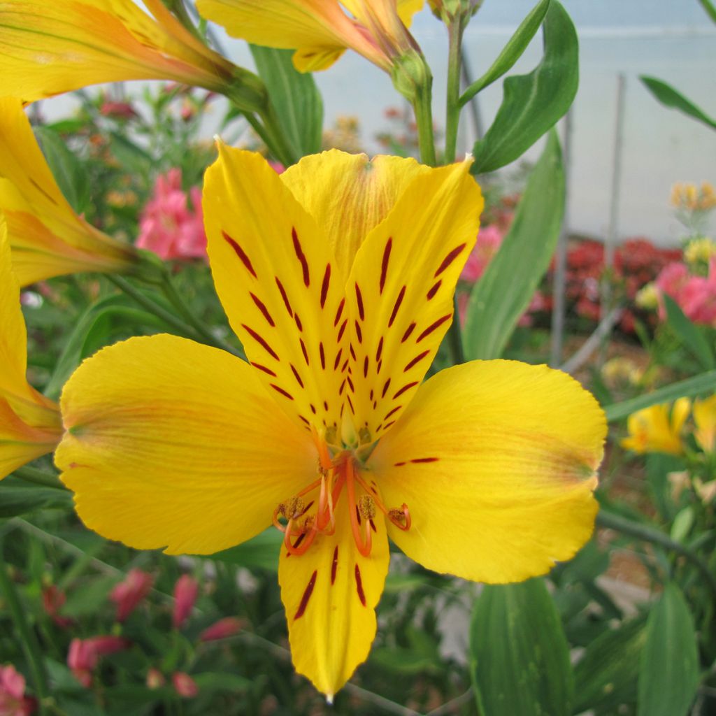 Alstroemeria Majestic Serrant - Lys des Incas