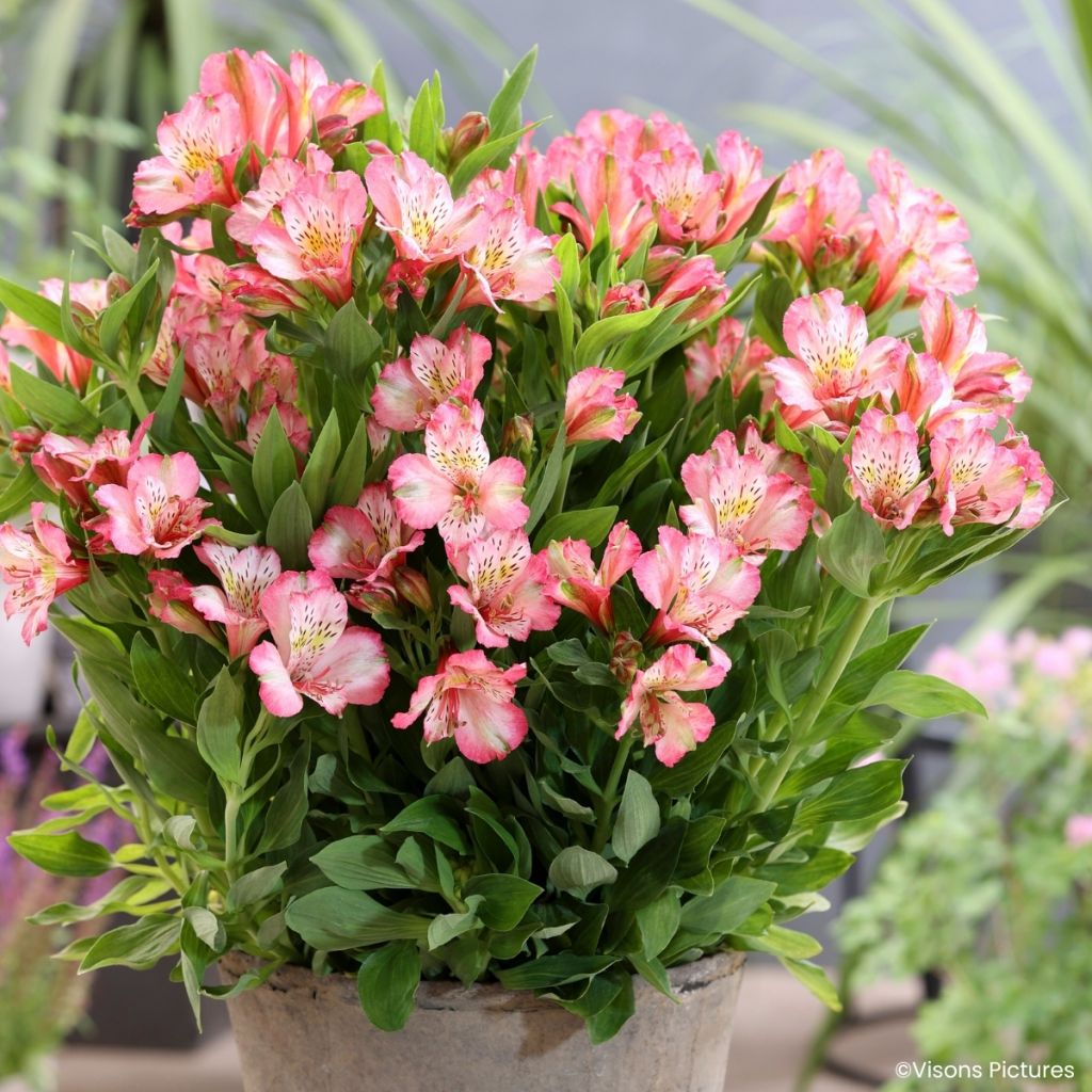 Alstroemeria Pitchounes Charlotte - Lys des Incas