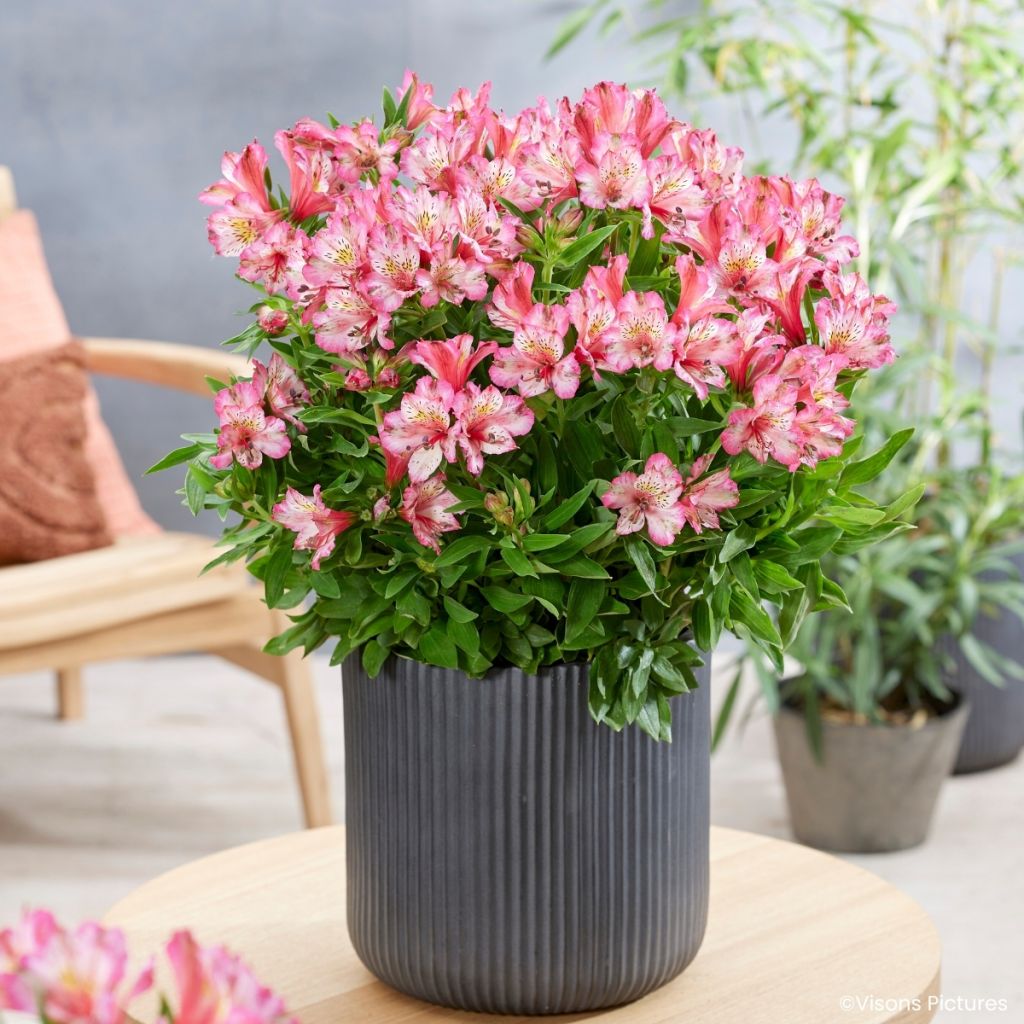 Alstroemeria Pitchounes Charlotte - Lys des Incas
