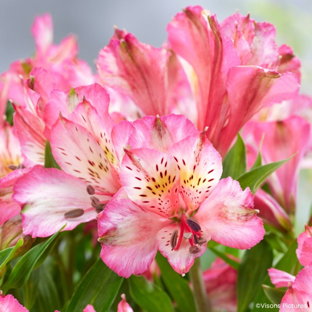 Alstroemeria Pitchounes Charlotte - Lys des Incas