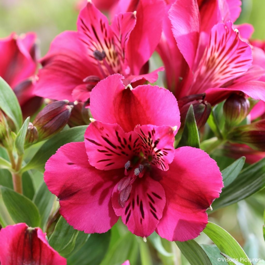 Alstroemeria Pitchounes Leonie - Lys des Incas