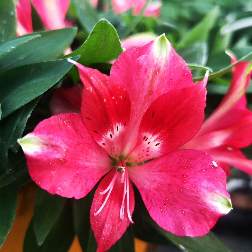 Alstroemeria Pitchounes Lily Rose - Lys des Incas