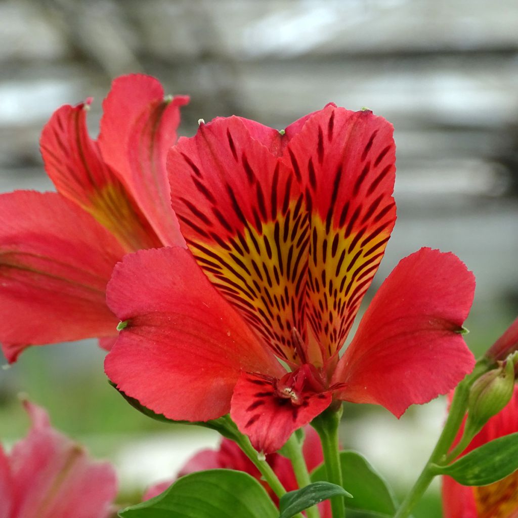 Alstroemeria Duchesse Elisabeth