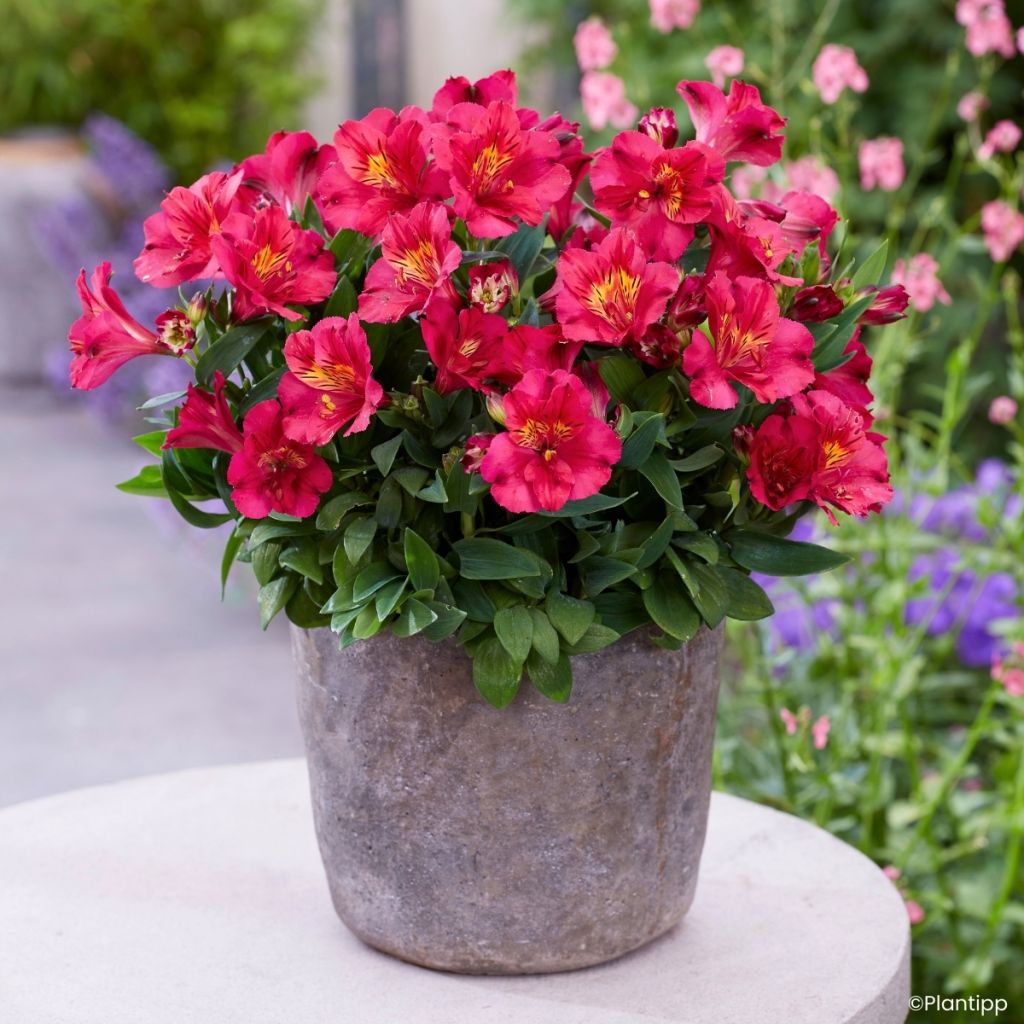 Alstroemeria Incalys Cherry