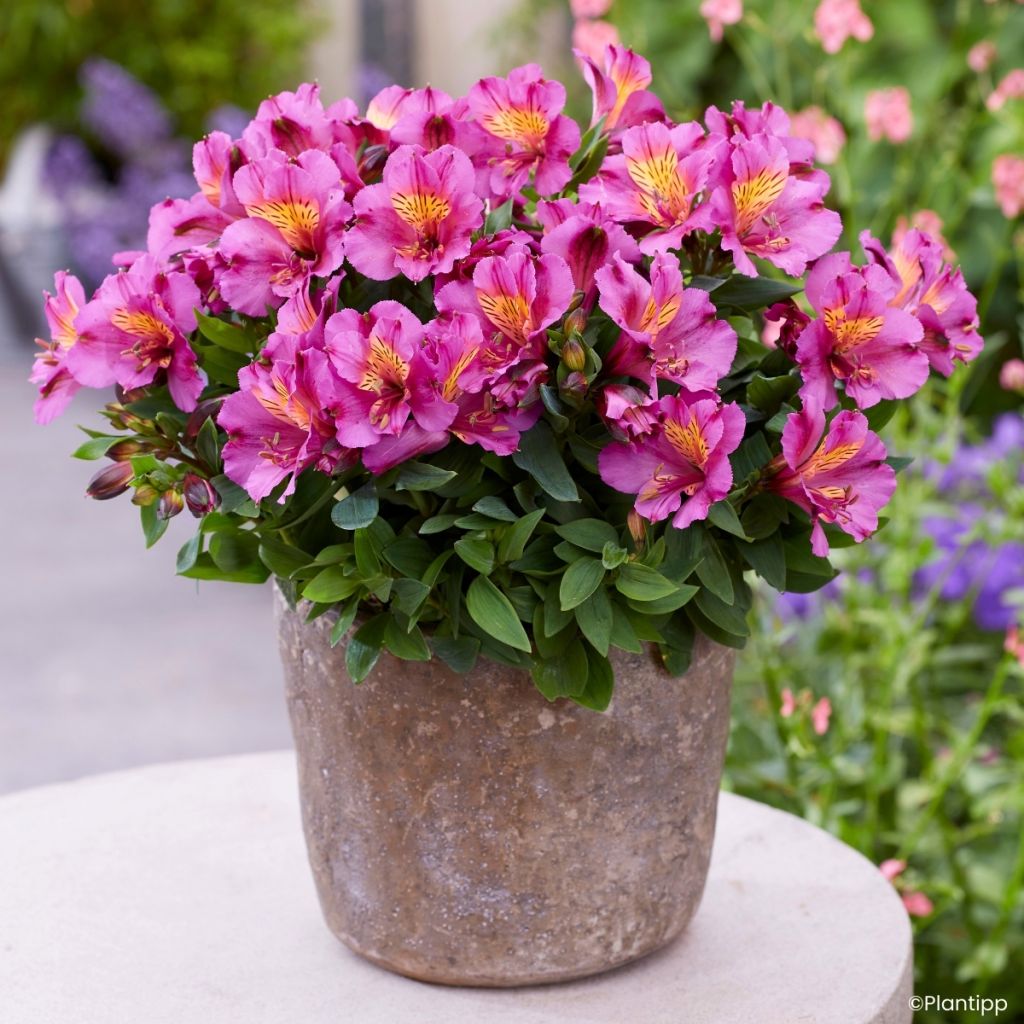 Alstroemeria Incalys Purple
