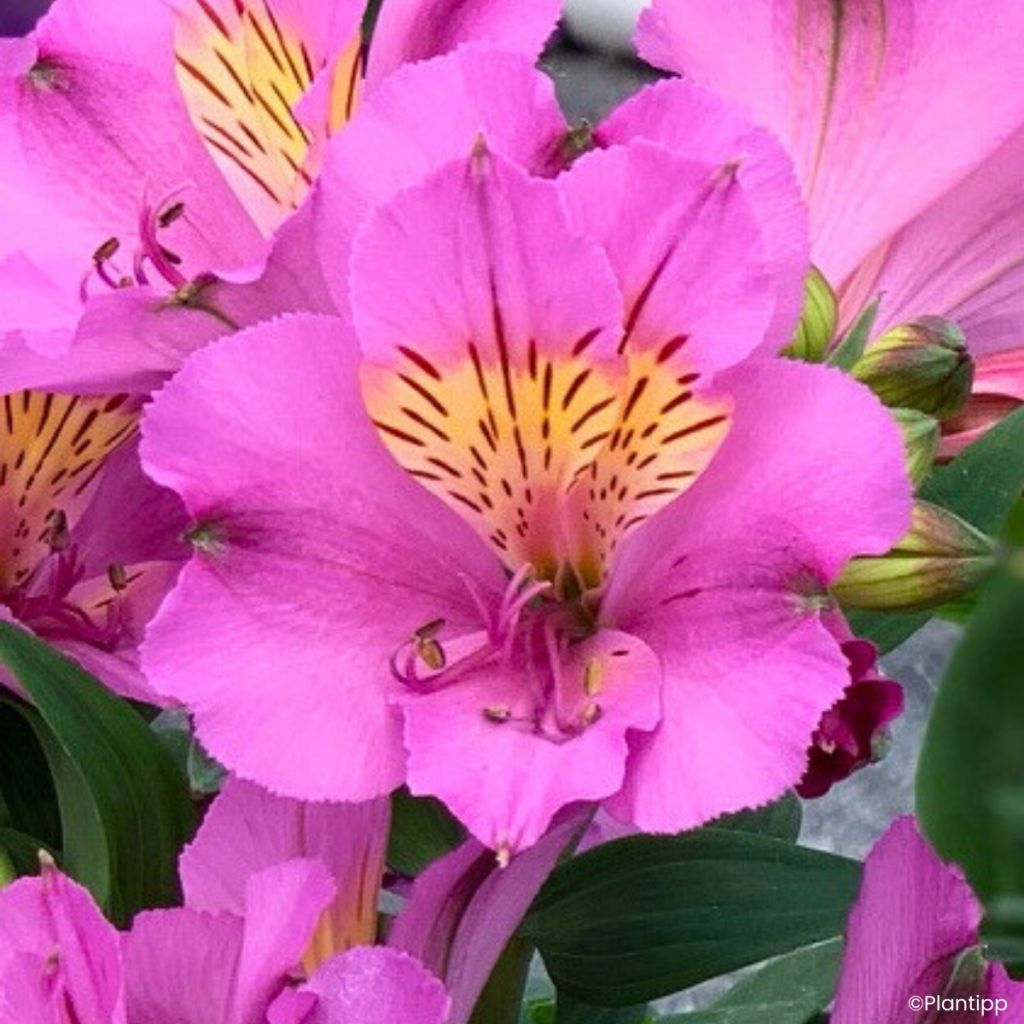 Alstroemeria Incalys Purple