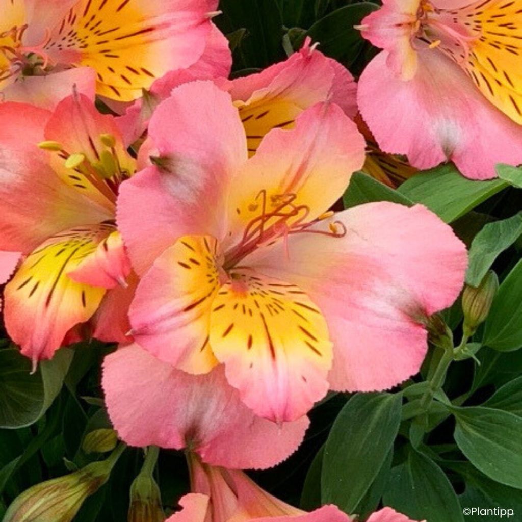 Alstroemeria Incalys Salmon