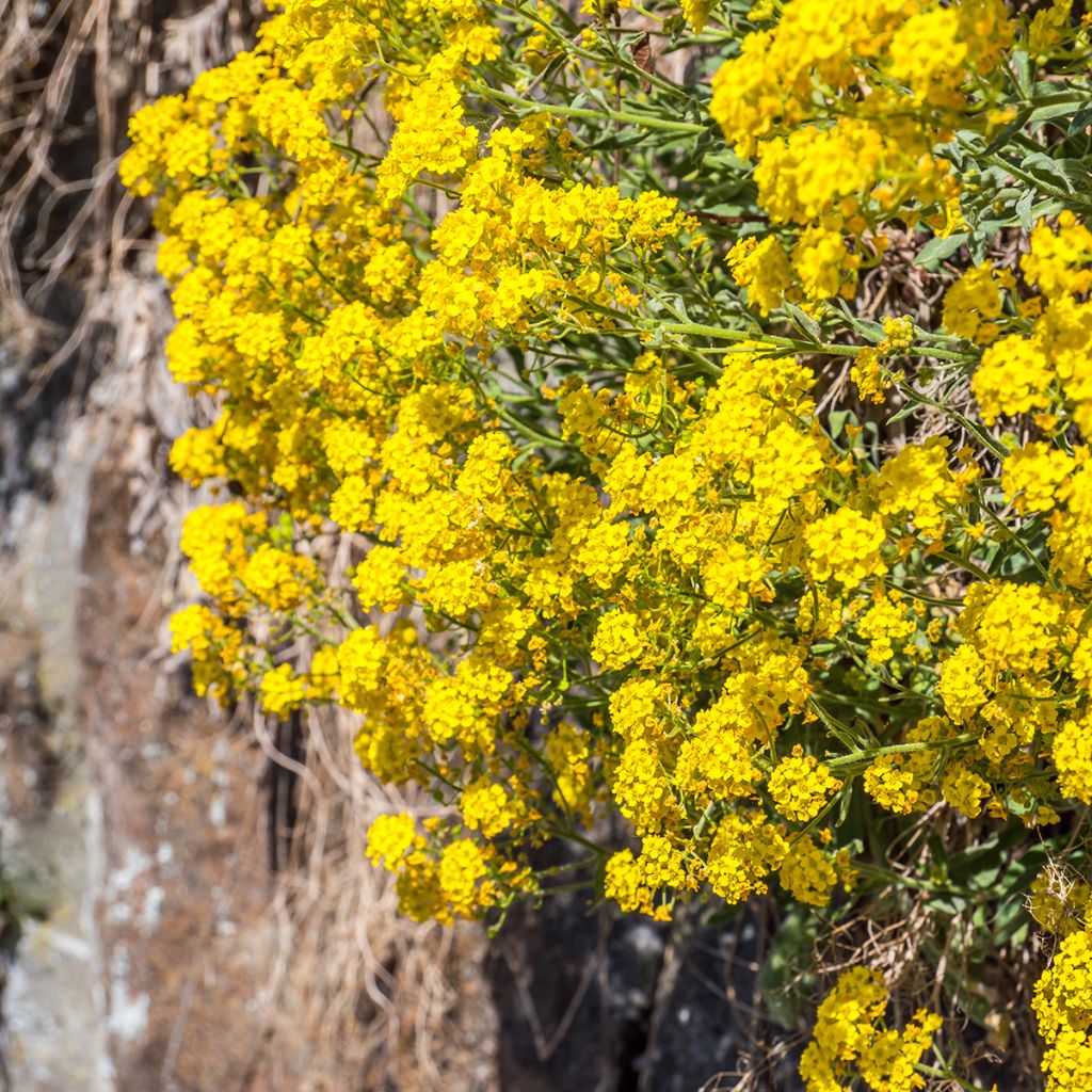Alyssum saxatilis Goldkugel - Alisso giallo