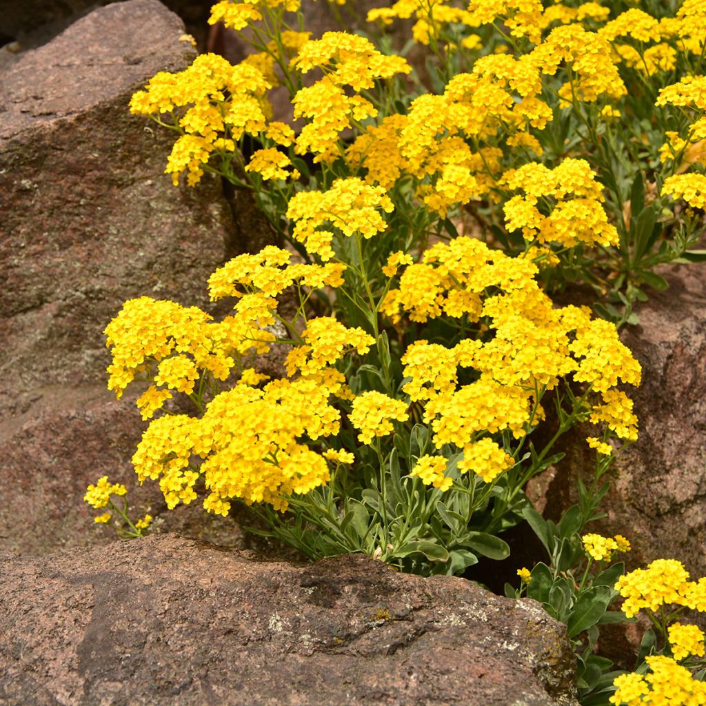 Alyssum saxatilis Goldkugel - Alisso giallo