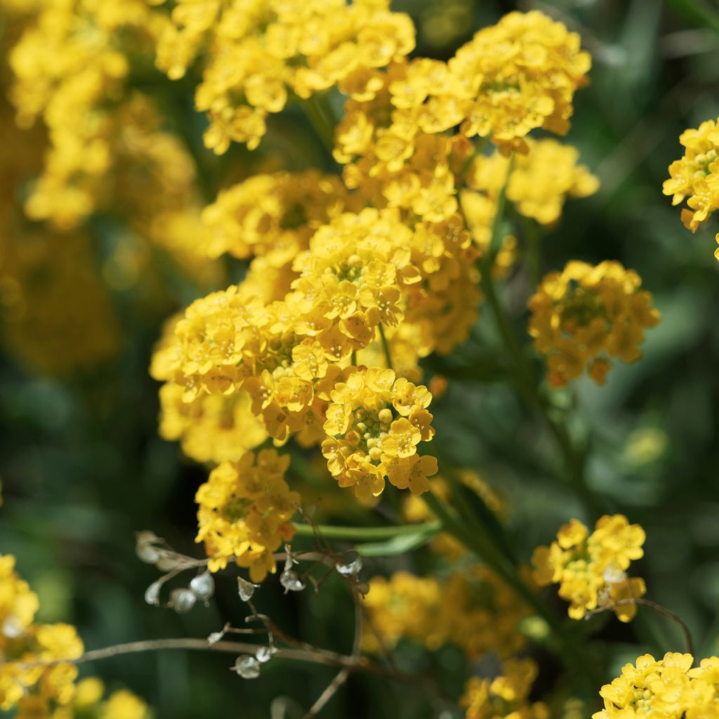 Alyssum saxatilis Goldkugel - Alisso giallo