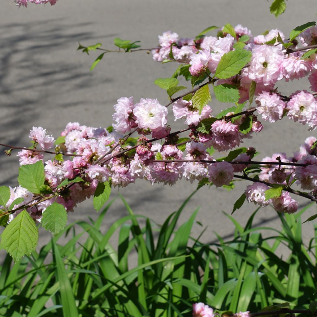 Prunus triloba Multiplex - Mandorlo da fiore