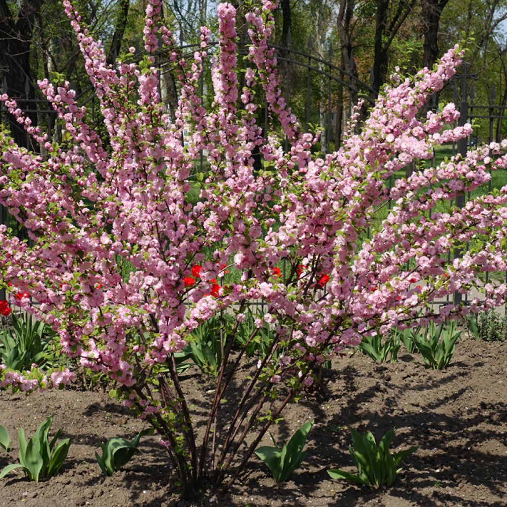 Prunus triloba Multiplex - Mandorlo da fiore