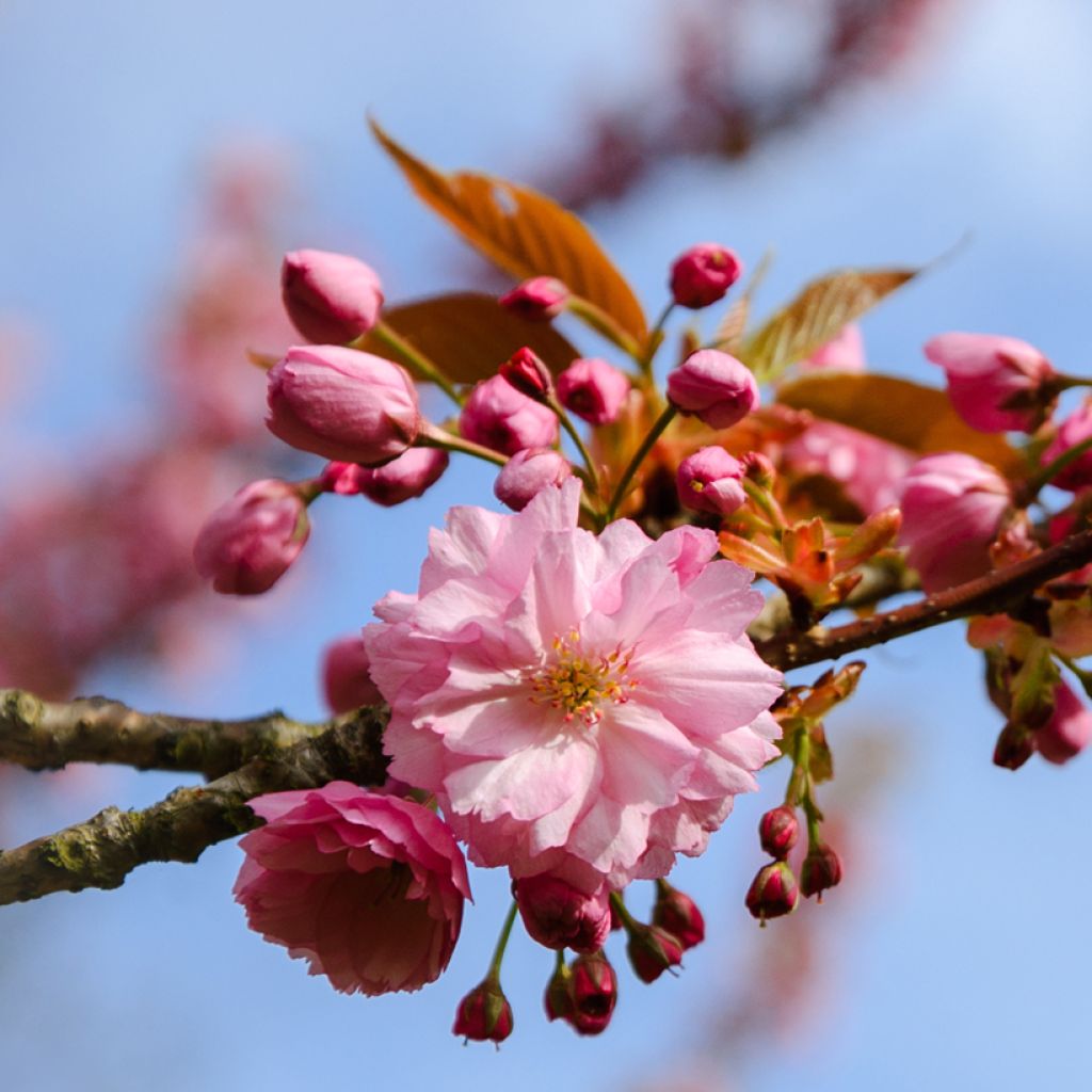 Prunus triloba Multiplex - Mandorlo da fiore