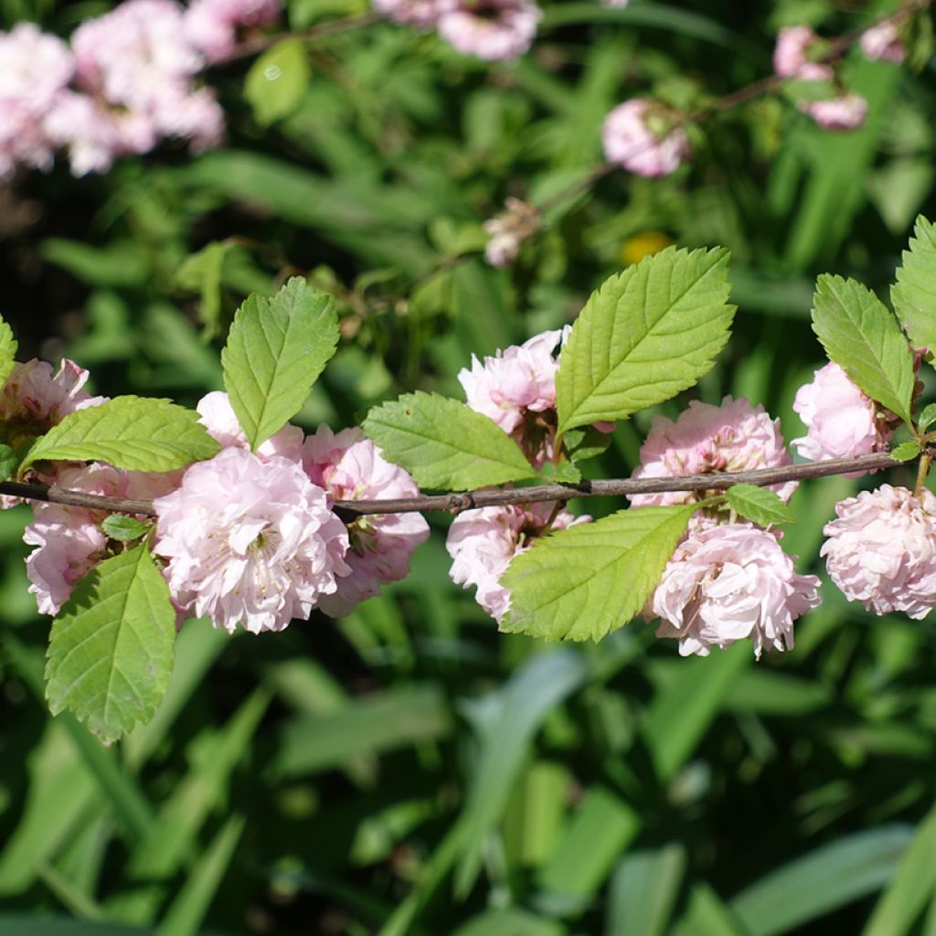 Prunus triloba Multiplex - Mandorlo da fiore